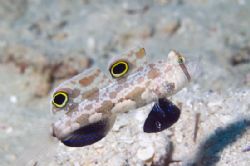The double spot. NikonD100, !05 macro, Two manual strobo,... by Marchione Giacomo 